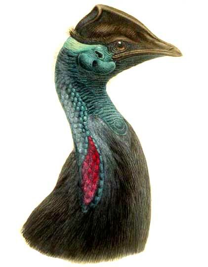 Dwarf Cassowary