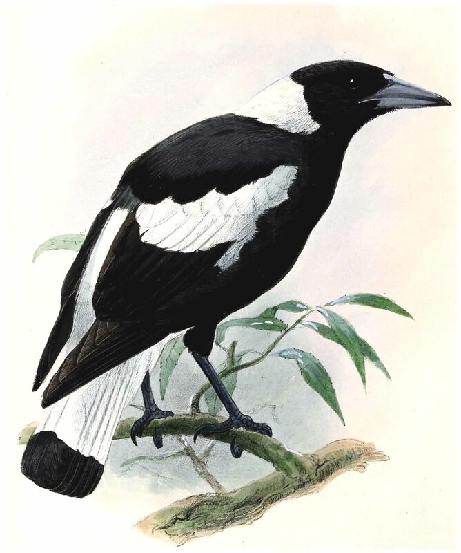 Australian Magpie