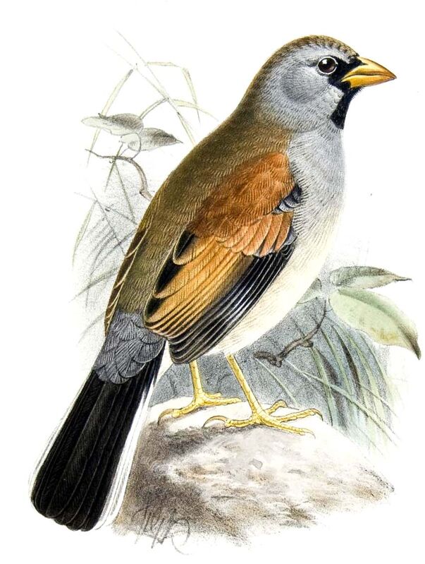 Great Inca Finch