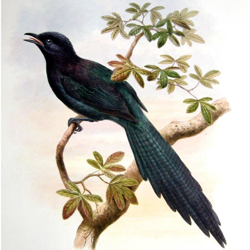 Long-tailed Glossy Starling