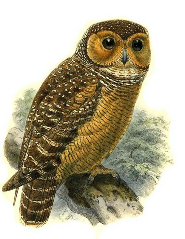 Spotted Wood Owl