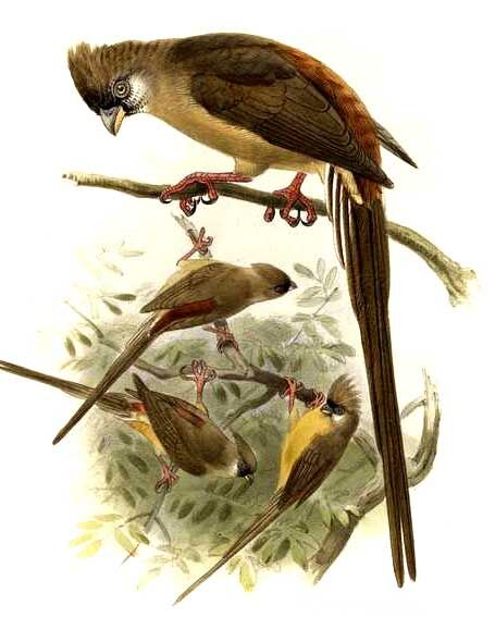 Red-backed Mousebird