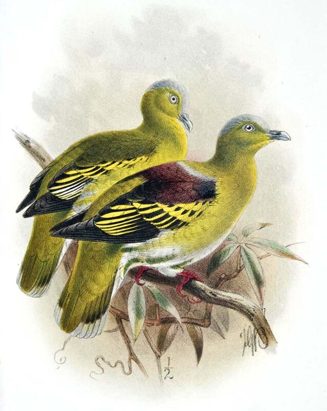 Sri Lanka Green Pigeon