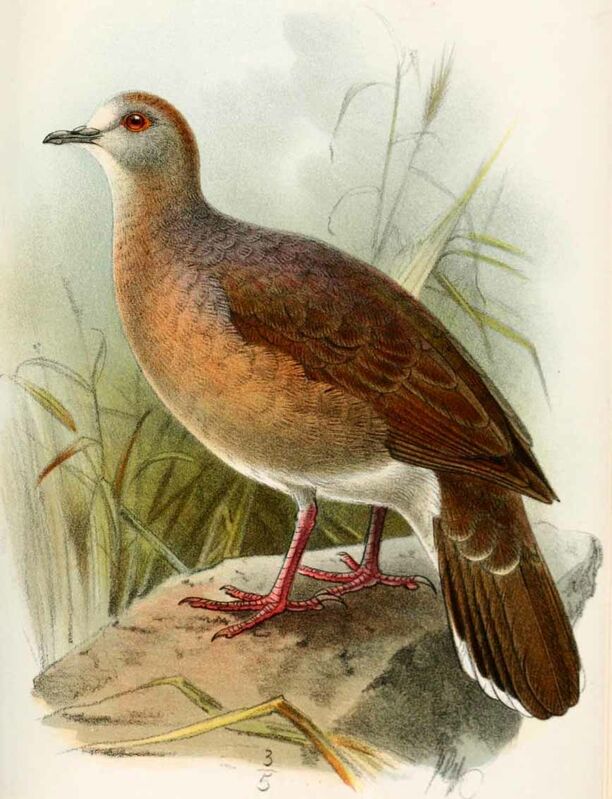 Yungas Dove