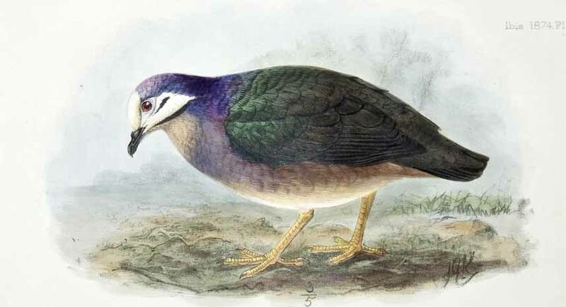 Olive-backed Quail-Dove