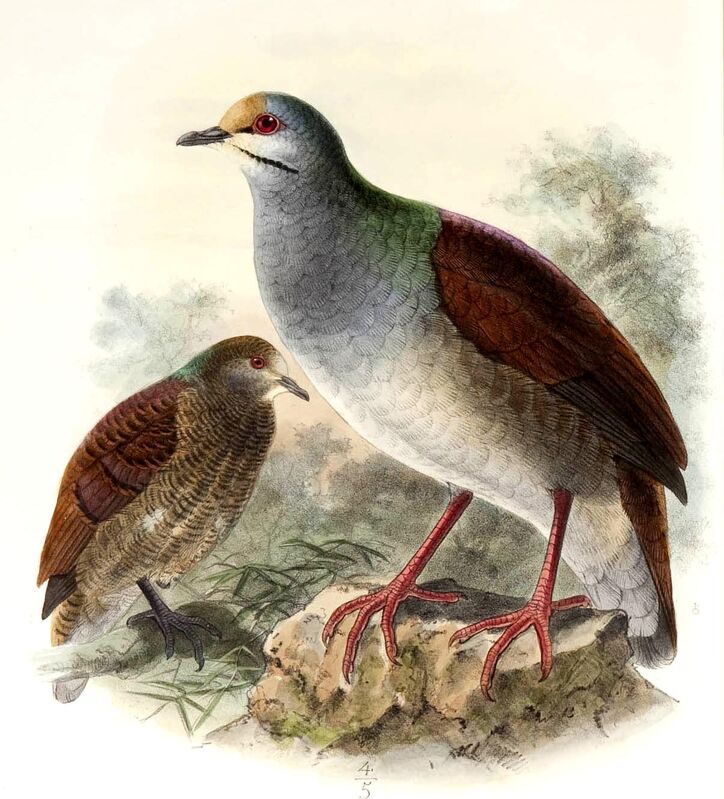 Buff-fronted Quail-Dove