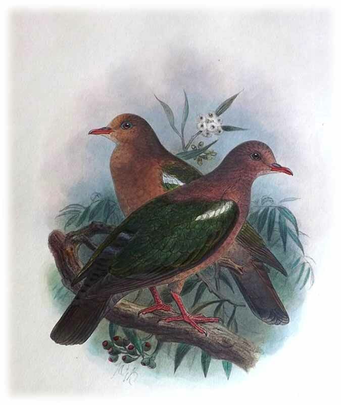 Pacific Emerald Dove