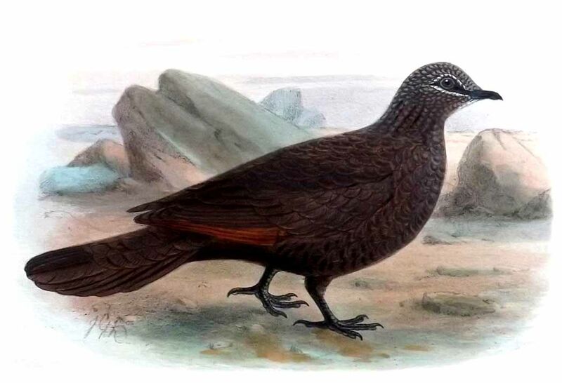 Chestnut-quilled Rock Pigeon