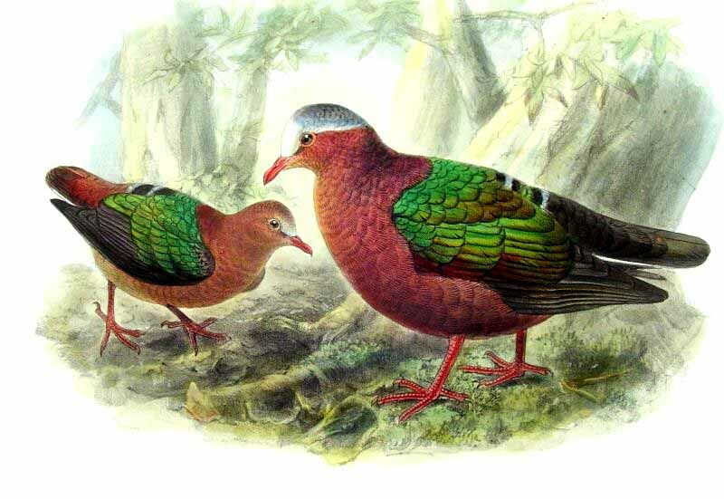 Common Emerald Dove