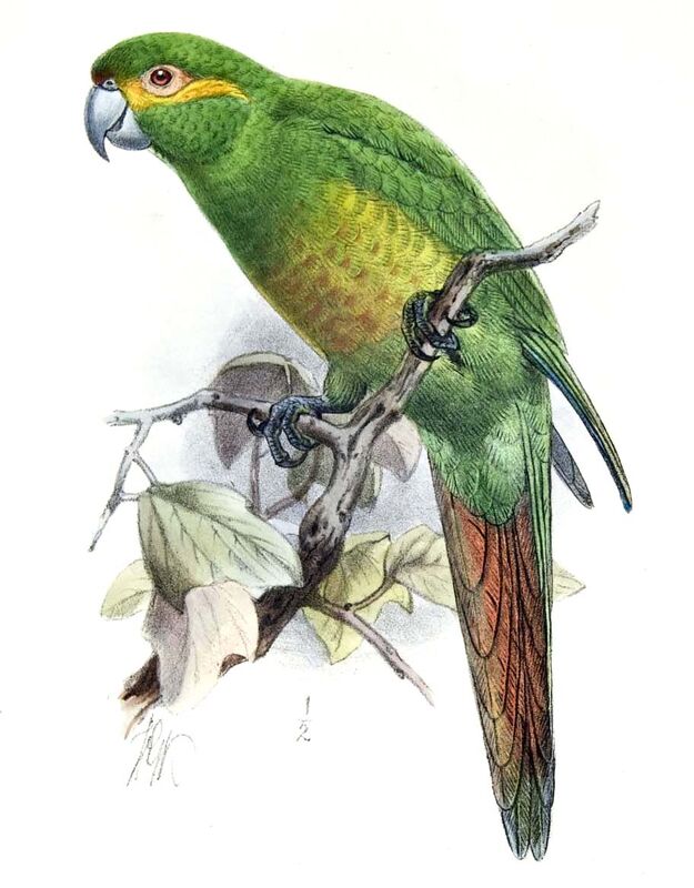 Conure à pinceaux d'or