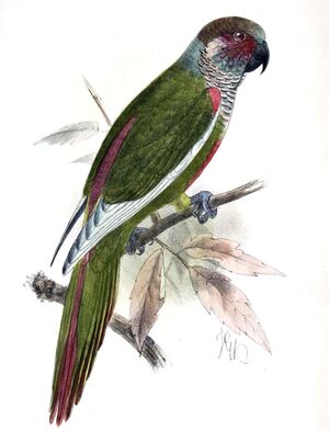 Conure d'Emma