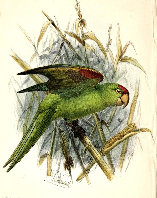 Finsch's Parakeet