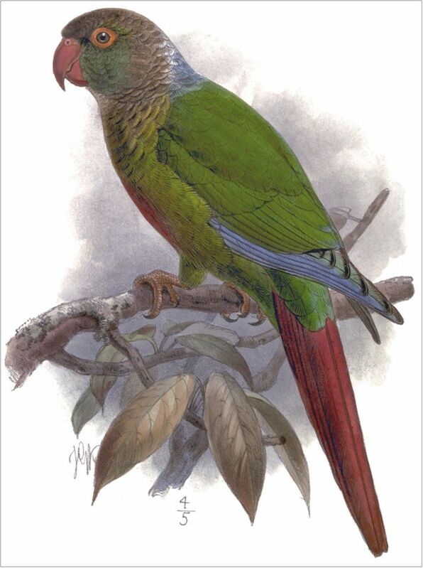 Conure de Molina