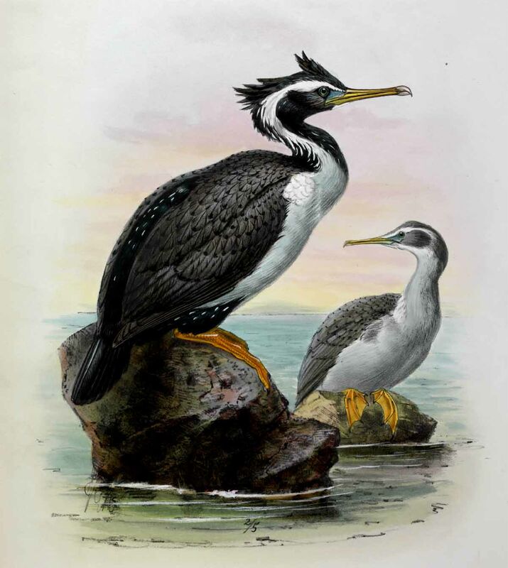 Cormoran moucheté