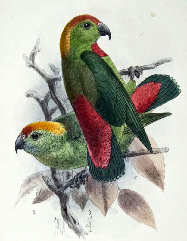 Philippine Hanging Parrot