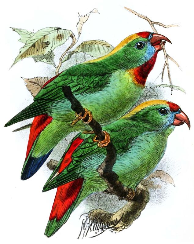 Philippine Hanging Parrot