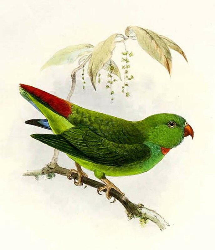 Pygmy Hanging Parrot