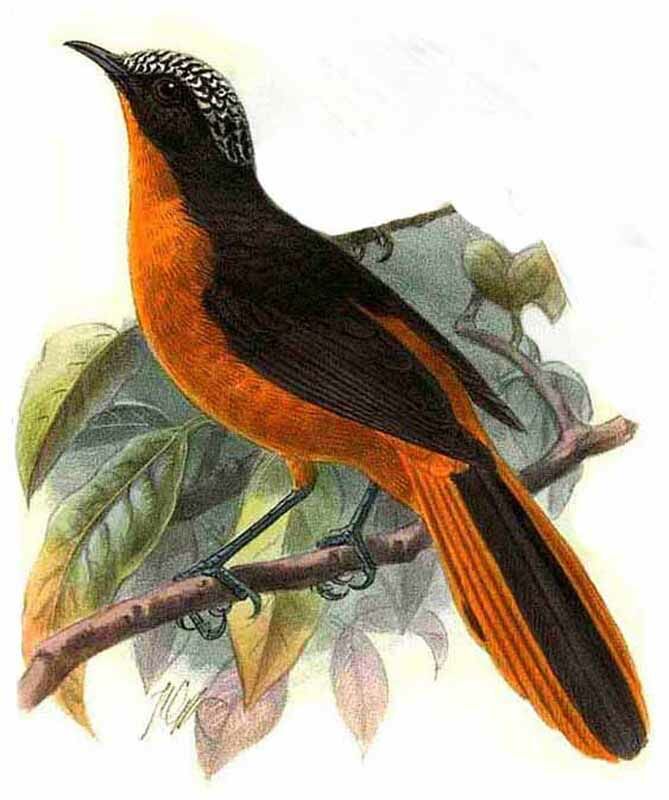 White-crowned Robin-Chat