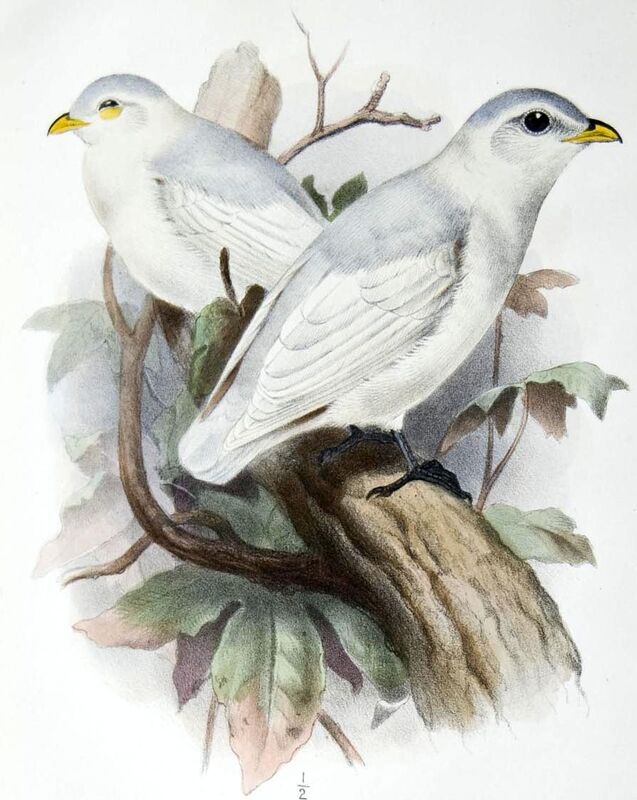 Cotinga à bec jaune