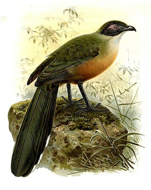 Giant Coua