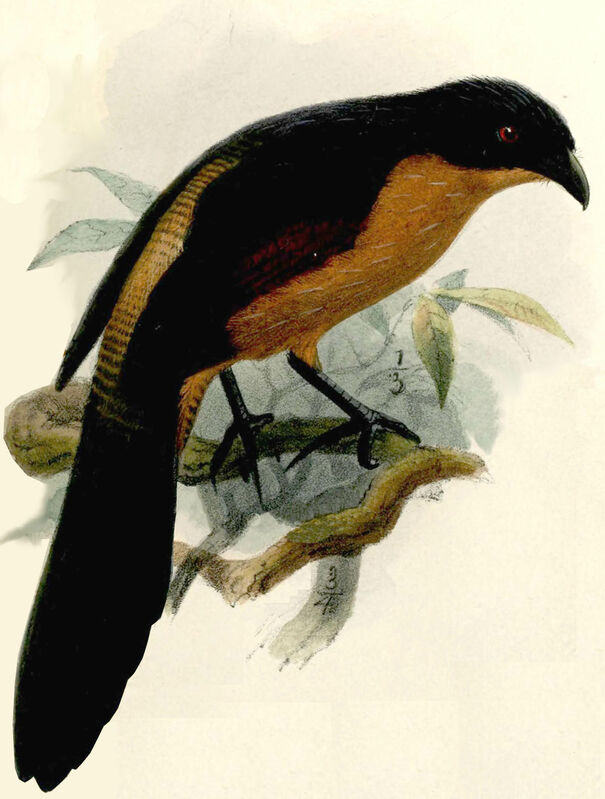 Coucal du Gabon