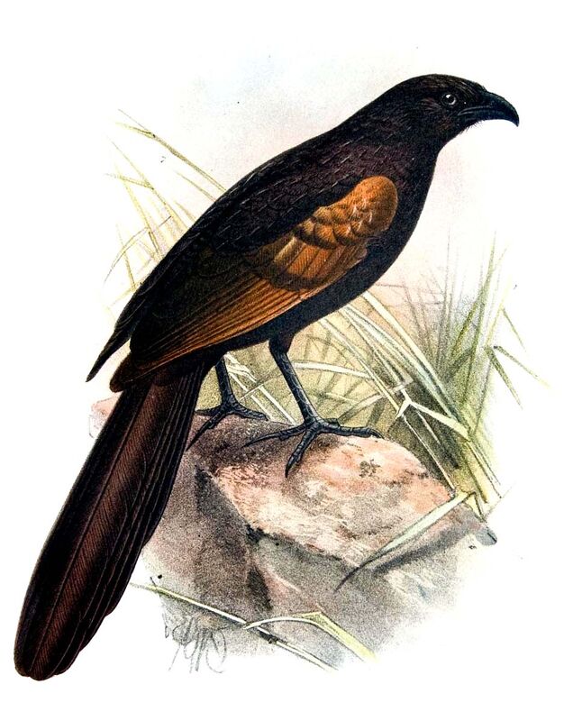 Sunda Coucal