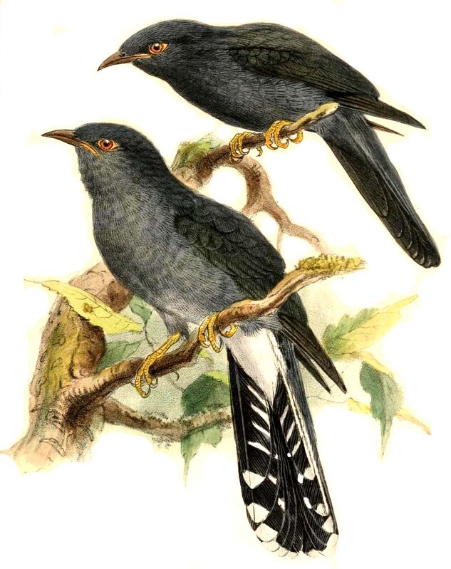 Grey-bellied Cuckoo