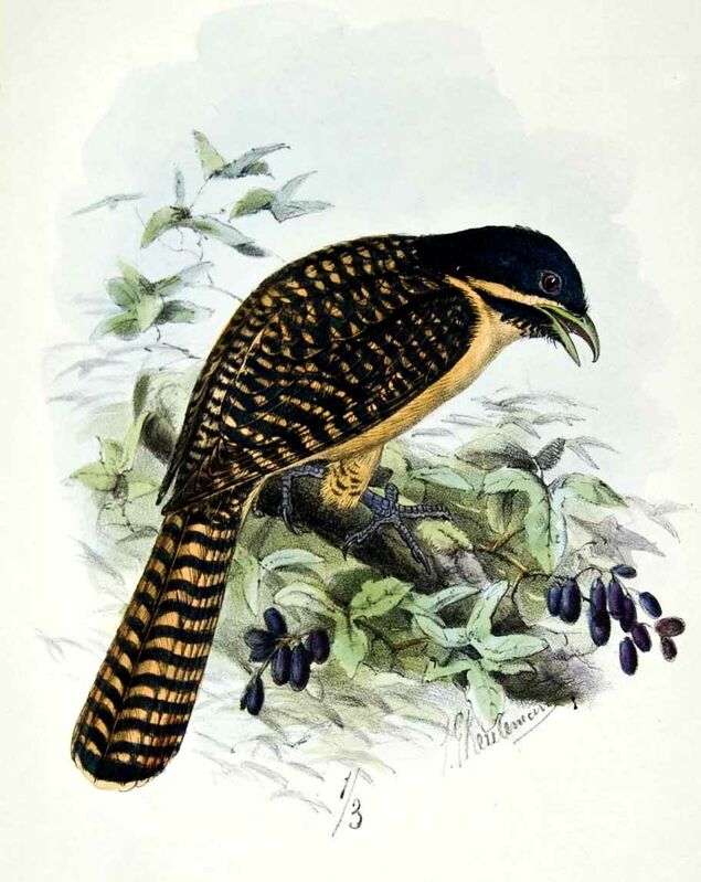 Pacific Koel