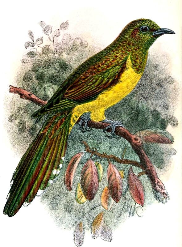 African Emerald Cuckoo