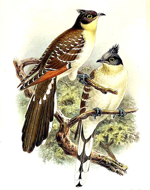 Great Spotted Cuckoo