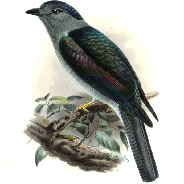 Cuckoo-roller