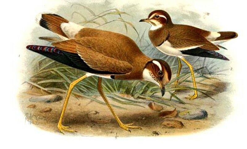 Bronze-winged Courser