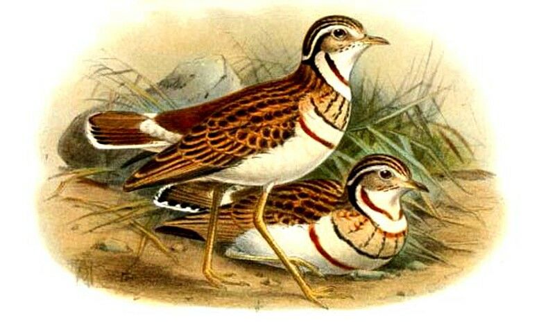 Three-banded Courser