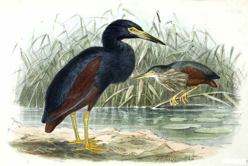 Rufous-bellied Heron