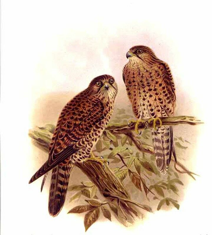 Malagasy Kestrel