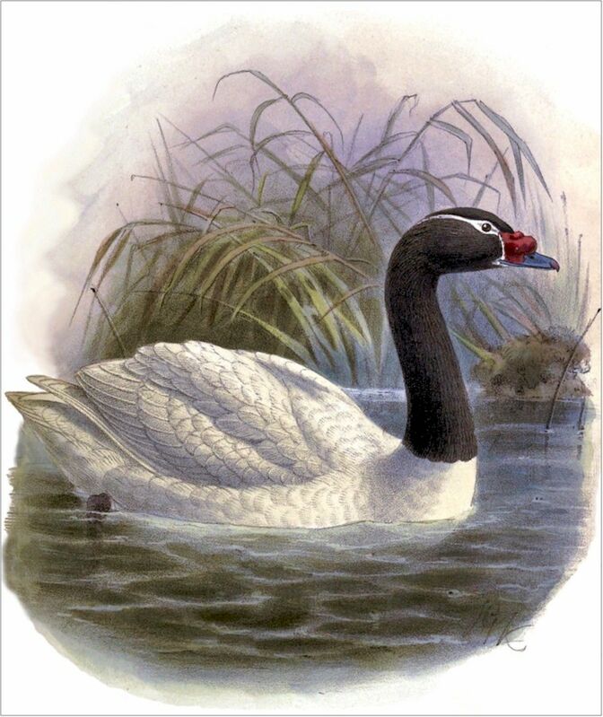 Black-necked Swan