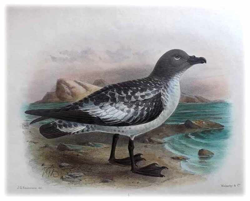 Pintado Petrel