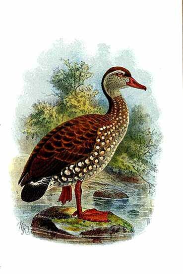 Dendrocygne tacheté