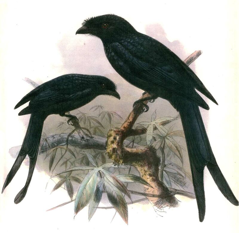 Drongo à raquettes