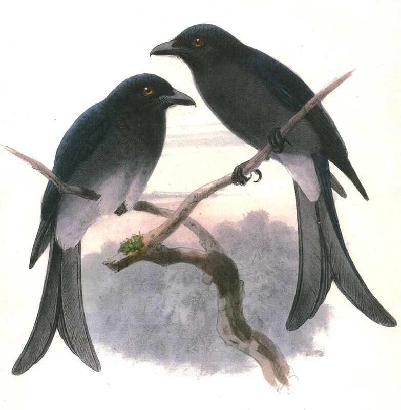 Drongo à ventre blanc