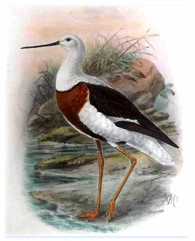 Banded Stilt