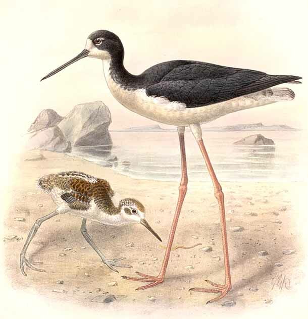 Black-necked Stilt (knudseni)