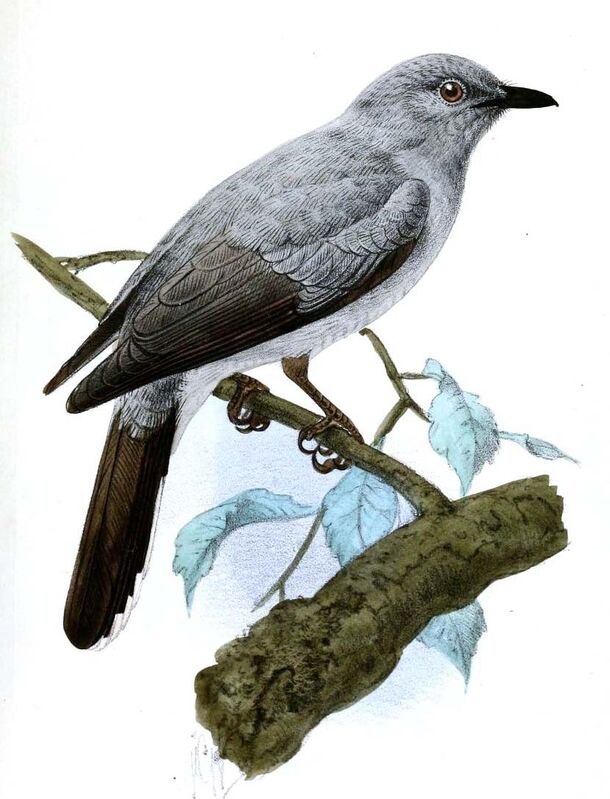 Indochinese Cuckooshrike