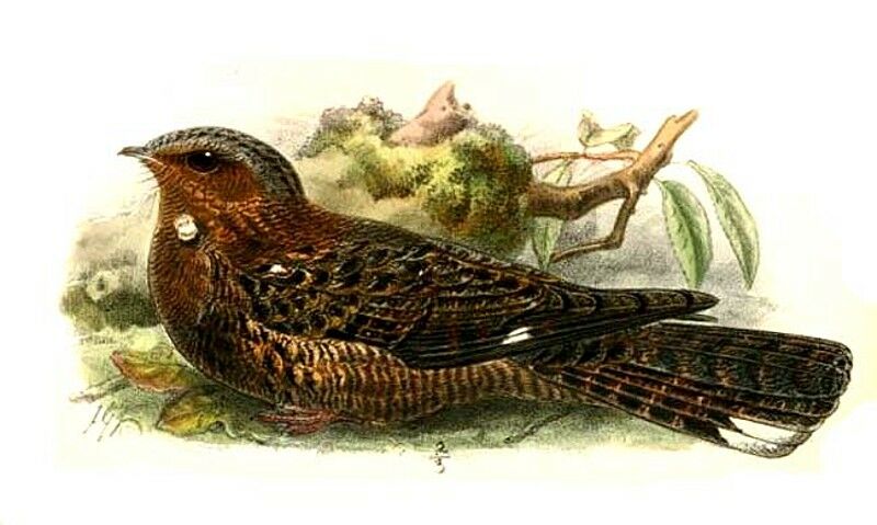 Bates's Nightjar