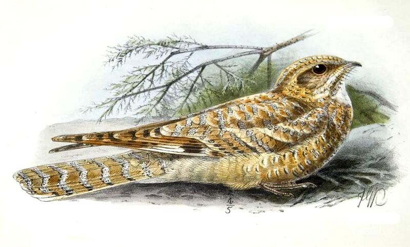 Golden Nightjar