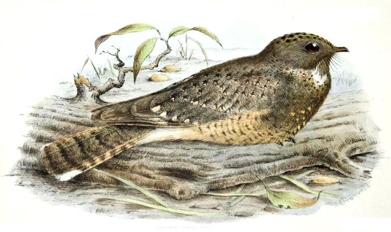 Star-spotted Nightjar