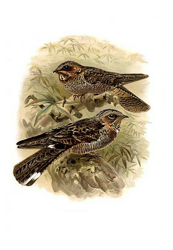 Madagascar Nightjar