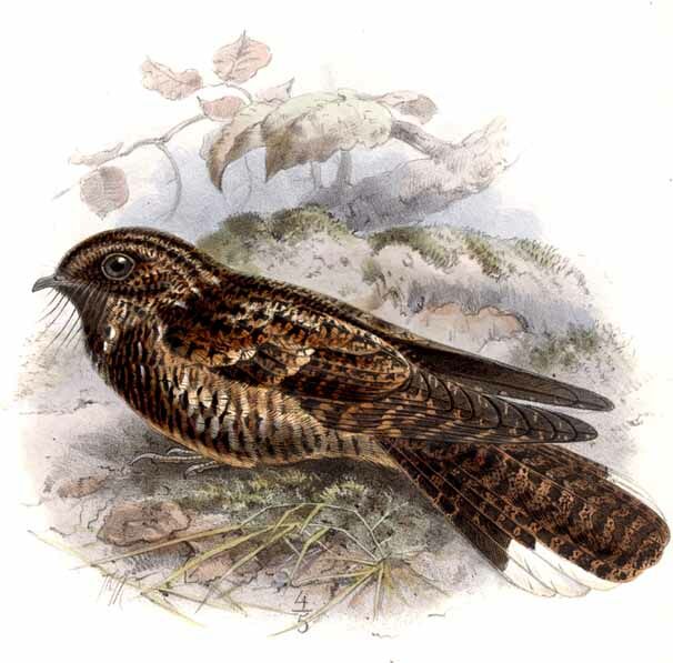 Dusky Nightjar