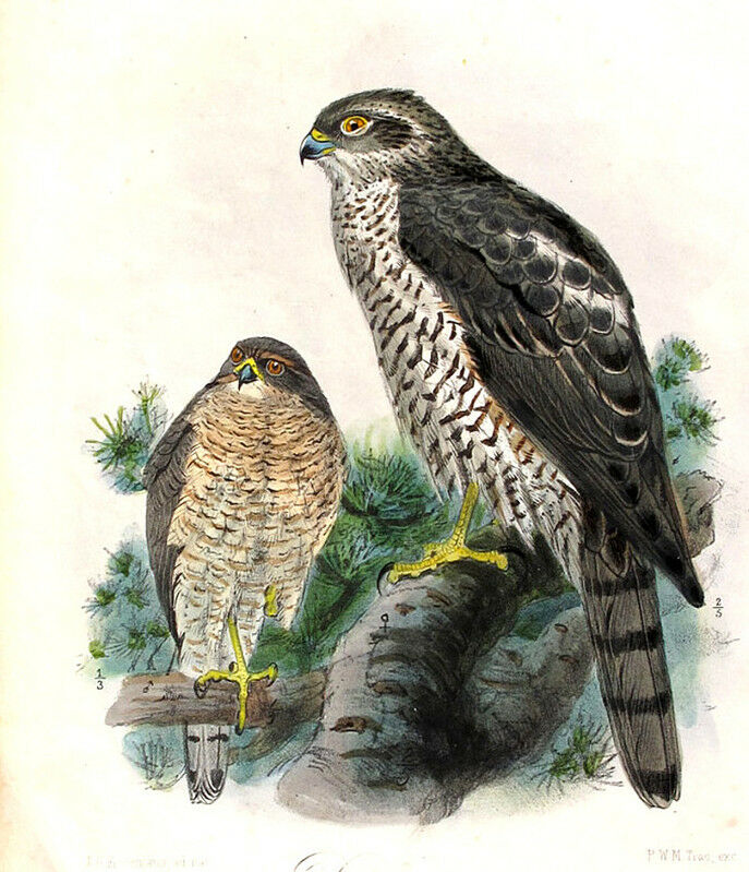 Eurasian Sparrowhawk