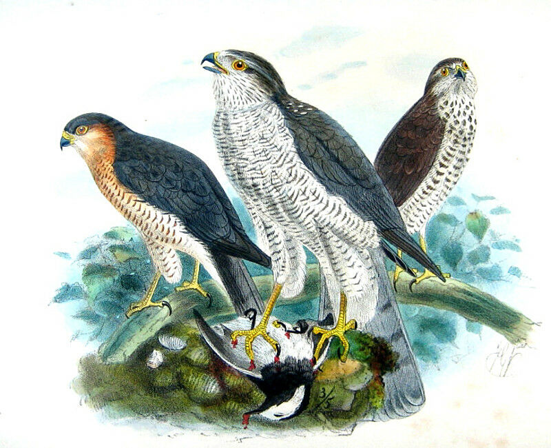 Eurasian Sparrowhawk